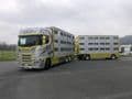 Imc Scania S TGC Livestock  (Pre Order)