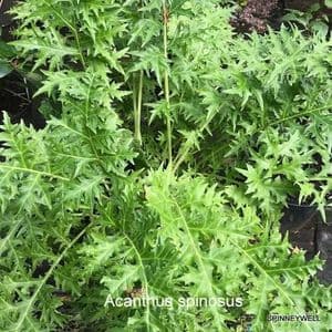 Acanthus spinosus (Bear's Breeches) 30L