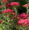 Achillea millefolium 'Red Velvet'  3L SOLD OUT