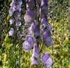 Aconitum 'Stainless Steel'  2L