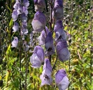 Aconitum 'Stainless Steel'  2L