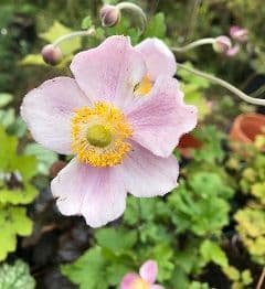 Anemone hyb.'September Charm'  3L  SOLD OUT