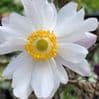 Anemone 'Snow Angel'  3L   SOLD OUT