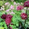 Astrantia major 'Gill Richardson Group 9cm SOLD OUT