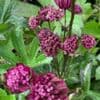 Astrantia major 'Sparkling Stars Red'  2L  SOLD OUT
