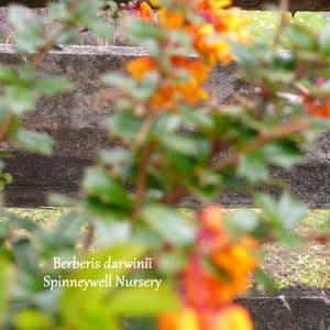 Berberis darwinii compact form 3L  OUT OF STOCK