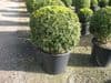 Buxus (Box) Topiary