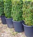 Buxus,Dwarf Box, Yew & Evergreen Hedging