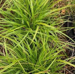 Carex oshimensis  'Everlime'  PBR     5L