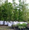 Carpinus betulus well feathered 75L bag  COLLECT ONLY