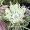 Centaurea cheiranthifolia  2L  SOLD OUT