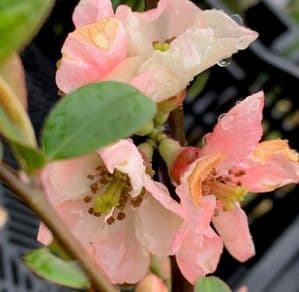 Chaenomeles 'Falconet Rose'  12L  OUT OF STOCK
