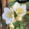 Chaenomeles 'Nivalis'  15L  80-100cmH COLLECTION ONLY