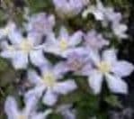 Clematis 'Baby Doll'  PBR   4L