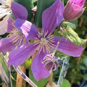 Clematis 'Crystal Fountain'  2L