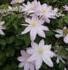 Clematis 'Etoile Nacre'  2L coming soon