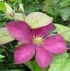 Clematis 'Mme Edouard Andre'   2LD