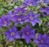 Clematis 'The President'   2.5L