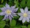 Clematis thrysilund   2LD  coming soon