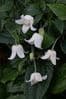 Clematis 'Winter Beauty' (urophylla) 2L
