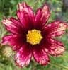 Coreopsis 'Redshift'  5L