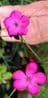 Dianthus carthusianorum  2L