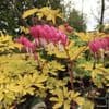 Dicentra 'Gold Heart'  2L