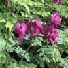 Dicentra 'King of Hearts'  1L  SOLD OUT