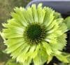 Echinacea p. 'Green Envy'  2L   SOLD OUT
