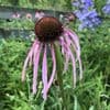 Echinacea pallida  2L   SOLD OUT