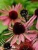 Echinacea purp 'Leuchstern'  9cm