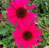 Echinacea 'Sensation Pink'   2L