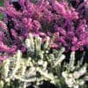 Ericas - winter flowering heathers  1L
