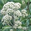 Eupatorium rugosum 'Snowball'   2/3L SOLD OUT FOR 2021