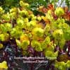 Euphorbia amygdaloides 'Purpurea' (spurge) 1L