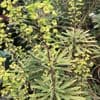 Euphorbia 'Ascot Rainbow'  (spurge) 1L