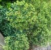Euphorbia characias  2L