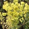 Euphorbia characias ssp wulfennii (spurge)  1L