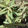 Euphorbia Excalibur  **  2L