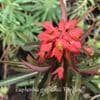 Euphorbia griffithsii 'Fireglow'  5L