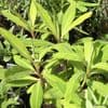 Euphorbia mellifera  2L