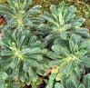 Euphorbia 'Portuguese Velvet'  3L avail. July