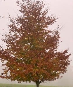 Fagus sylvatica   to be quoted for size