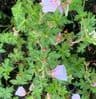 Geranium sanguineum 'Vision Violet'  2L