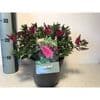 Hebe 'All Blooms' light red  3L