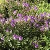 Hebe 'Garden Beauty Purple'  2L new stock soon