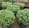 Hebe sutherlandii  10L  Top Grade SOLD OUT