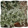 Helichrysum petiolare Variegatum 9cm