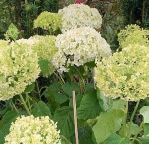 Hydrangea arborescens 'Annabelle'  10L  SOLD OUT