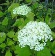 Hydrangea arborescens 'Annabelle' 3L  SOLD OUT